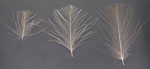 Polish Quills Quill & Fly Select CDC - Medium